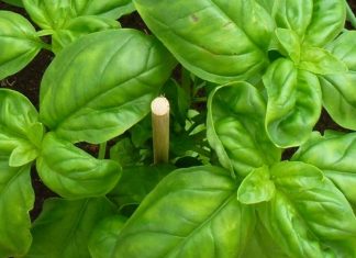 OBARA ŠEĆER KAO LUD I LIJEČI OD INFEKCIJA: Zovu ga kraljem biljaka, a evo kakve sve blagodati ima OBARA ŠEĆER KAO LUD I LIJEČI OD INFEKCIJA: Zovu ga kraljem biljaka, a evo kakve sve blagodati ima - featured image