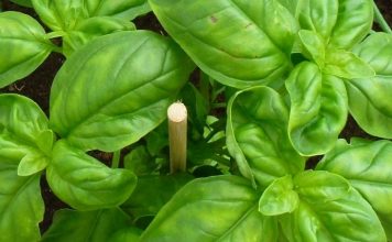 OBARA ŠEĆER KAO LUD I LIJEČI OD INFEKCIJA: Zovu ga kraljem biljaka, a evo kakve sve blagodati ima OBARA ŠEĆER KAO LUD I LIJEČI OD INFEKCIJA: Zovu ga kraljem biljaka, a evo kakve sve blagodati ima - featured image