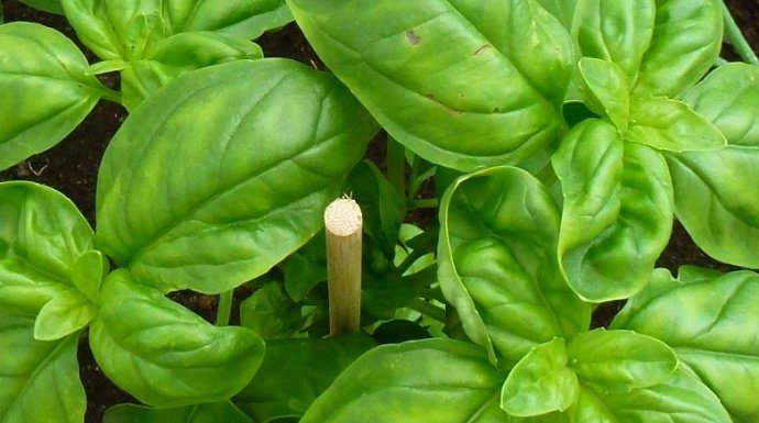 OBARA ŠEĆER KAO LUD I LIJEČI OD INFEKCIJA: Zovu ga kraljem biljaka, a evo kakve sve blagodati ima OBARA ŠEĆER KAO LUD I LIJEČI OD INFEKCIJA: Zovu ga kraljem biljaka, a evo kakve sve blagodati ima - featured image