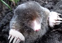 Imate probleme sa krticama u svom vrtu? Pogledajte kako ih se riješiti, a da ne naškodite okolišu Imate probleme sa krticama u svom vrtu? Pogledajte kako ih se riješiti, a da ne naškodite okolišu - featured image