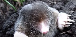 Imate probleme sa krticama u svom vrtu? Pogledajte kako ih se riješiti, a da ne naškodite okolišu Imate probleme sa krticama u svom vrtu? Pogledajte kako ih se riješiti, a da ne naškodite okolišu - featured image