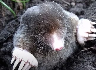 Imate probleme sa krticama u svom vrtu? Pogledajte kako ih se riješiti, a da ne naškodite okolišu Imate probleme sa krticama u svom vrtu? Pogledajte kako ih se riješiti, a da ne naškodite okolišu - featured image