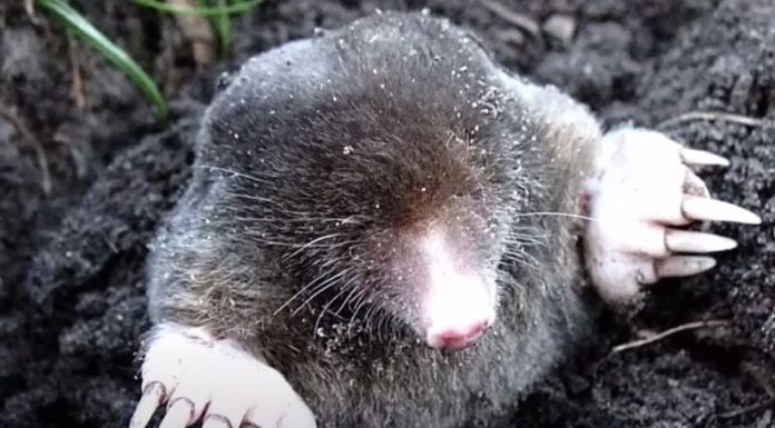 Imate probleme sa krticama u svom vrtu? Pogledajte kako ih se riješiti, a da ne naškodite okolišu Imate probleme sa krticama u svom vrtu? Pogledajte kako ih se riješiti, a da ne naškodite okolišu - featured image