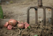 Sada je pravo vrijeme da posadite ovo: Najbolje biljke za uzgoj tokom zimskih dana Sada je pravo vrijeme da posadite ovo: Najbolje biljke za uzgoj tokom zimskih dana - featured image