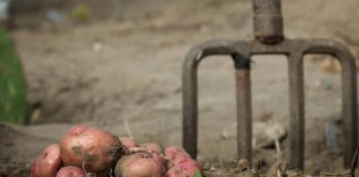 Sada je pravo vrijeme da posadite ovo: Najbolje biljke za uzgoj tokom zimskih dana Sada je pravo vrijeme da posadite ovo: Najbolje biljke za uzgoj tokom zimskih dana - featured image