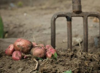 Sada je pravo vrijeme da posadite ovo: Najbolje biljke za uzgoj tokom zimskih dana Sada je pravo vrijeme da posadite ovo: Najbolje biljke za uzgoj tokom zimskih dana - featured image