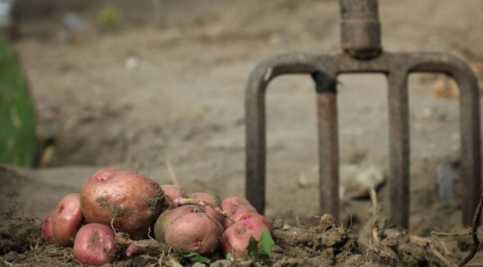 Sada je pravo vrijeme da posadite ovo: Najbolje biljke za uzgoj tokom zimskih dana Sada je pravo vrijeme da posadite ovo: Najbolje biljke za uzgoj tokom zimskih dana - featured image