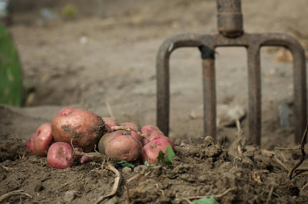 Sada je pravo vrijeme da posadite ovo: Najbolje biljke za uzgoj tokom zimskih dana - featured image Sada je pravo vrijeme da posadite ovo: Najbolje biljke za uzgoj tokom zimskih dana - featured image