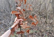 Evo kada se po pravilu ide po badnjak i zašto baš na taj dan Evo kada se po pravilu ide po badnjak i zašto baš na taj dan - featured image