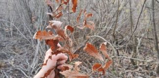 Evo kada se po pravilu ide po badnjak i zašto baš na taj dan Evo kada se po pravilu ide po badnjak i zašto baš na taj dan - featured image