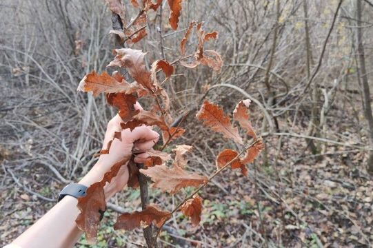 Evo kada se po pravilu ide po badnjak i zašto baš na taj dan - featured image Evo kada se po pravilu ide po badnjak i zašto baš na taj dan - featured image