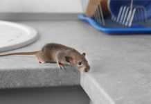 Riješite se miševa bez otrova: Moja baka stavi ovo ispred kuće i više ne dolaze Riješite se miševa bez otrova: Moja baka stavi ovo ispred kuće i više ne dolaze - featured image