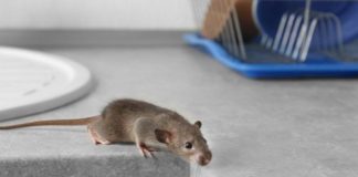 Riješite se miševa bez otrova: Moja baka stavi ovo ispred kuće i više ne dolaze Riješite se miševa bez otrova: Moja baka stavi ovo ispred kuće i više ne dolaze - featured image