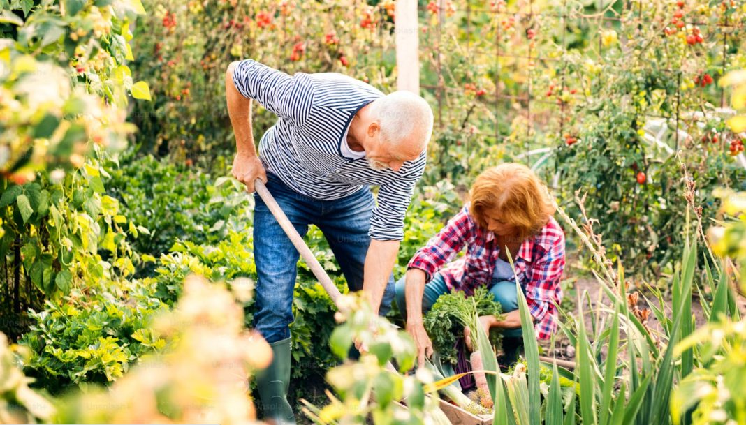 Ovu biljku nikada ne sadite, a ako je dobijete na poklon odmah je bacite: Donosi nesreću i bijedu - featured image