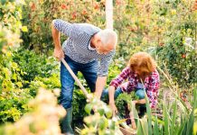 Ovu biljku nikada ne sadite, a ako je dobijete na poklon odmah je bacite: Donosi nesreću i bijedu Ovu biljku nikada ne sadite, a ako je dobijete na poklon odmah je bacite: Donosi nesreću i bijedu - featured image