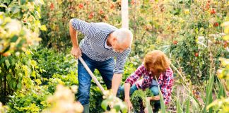 Ovu biljku nikada ne sadite, a ako je dobijete na poklon odmah je bacite: Donosi nesreću i bijedu Ovu biljku nikada ne sadite, a ako je dobijete na poklon odmah je bacite: Donosi nesreću i bijedu - featured image