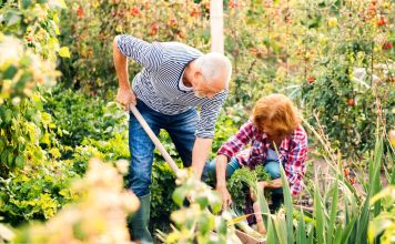 Ovu biljku nikada ne sadite, a ako je dobijete na poklon odmah je bacite: Donosi nesreću i bijedu Ovu biljku nikada ne sadite, a ako je dobijete na poklon odmah je bacite: Donosi nesreću i bijedu - featured image