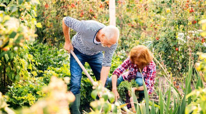 Ovu biljku nikada ne sadite, a ako je dobijete na poklon odmah je bacite: Donosi nesreću i bijedu Ovu biljku nikada ne sadite, a ako je dobijete na poklon odmah je bacite: Donosi nesreću i bijedu - featured image