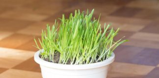 Božićna pšenica je u stanju da iz tela izbaci sve što šteti: Samo ako se ovako koristi! (RECEPT) Božićna pšenica je u stanju da iz tela izbaci sve što šteti: Samo ako se ovako koristi! (RECEPT) - featured image