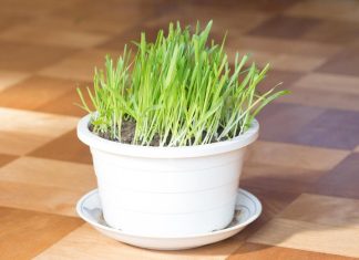 Božićna pšenica je u stanju da iz tela izbaci sve što šteti: Samo ako se ovako koristi! (RECEPT) Božićna pšenica je u stanju da iz tela izbaci sve što šteti: Samo ako se ovako koristi! (RECEPT) - featured image