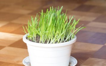 Božićna pšenica je u stanju da iz tela izbaci sve što šteti: Samo ako se ovako koristi! (RECEPT) Božićna pšenica je u stanju da iz tela izbaci sve što šteti: Samo ako se ovako koristi! (RECEPT) - featured image