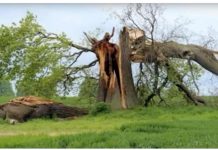 Kako hrast biva pogođen gromom, duboki utjecaj koji ima na život ove osobe za njega postaje transformativno iskustvo. Kako hrast biva pogođen gromom, duboki utjecaj koji ima na život ove osobe za njega postaje transformativno iskustvo. - featured image