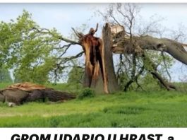 Kako hrast biva pogođen gromom, duboki utjecaj koji ima na život ove osobe za njega postaje transformativno iskustvo. Kako hrast biva pogođen gromom, duboki utjecaj koji ima na život ove osobe za njega postaje transformativno iskustvo. - featured image