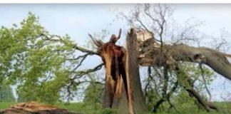 Kako hrast biva pogođen gromom, duboki utjecaj koji ima na život ove osobe za njega postaje transformativno iskustvo. Kako hrast biva pogođen gromom, duboki utjecaj koji ima na život ove osobe za njega postaje transformativno iskustvo. - featured image