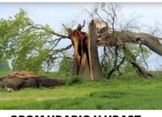 Kako hrast biva pogođen gromom, duboki utjecaj koji ima na život ove osobe za njega postaje transformativno iskustvo. Kako hrast biva pogođen gromom, duboki utjecaj koji ima na život ove osobe za njega postaje transformativno iskustvo. - featured image