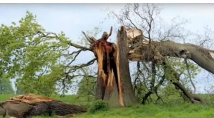 Kako hrast biva pogođen gromom, duboki utjecaj koji ima na život ove osobe za njega postaje transformativno iskustvo. Kako hrast biva pogođen gromom, duboki utjecaj koji ima na život ove osobe za njega postaje transformativno iskustvo. - featured image