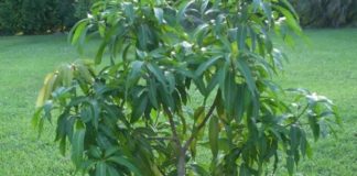 ZA SVE KOJI IMAJU VISOK ŠEĆER: Samo Skuhajte Ovo Lišće I Posmatrajte Šta Se Događa… ZA SVE KOJI IMAJU VISOK ŠEĆER: Samo Skuhajte Ovo Lišće I Posmatrajte Šta Se Događa… - featured image