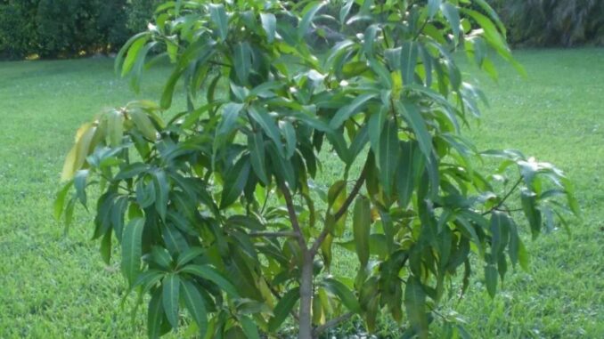 ZA SVE KOJI IMAJU VISOK ŠEĆER: Samo Skuhajte Ovo Lišće I Posmatrajte Šta Se Događa… - featured image ZA SVE KOJI IMAJU VISOK ŠEĆER: Samo Skuhajte Ovo Lišće I Posmatrajte Šta Se Događa… - featured image