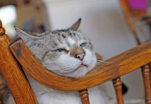 Znate li koliko je vaša mačka zapravo stara: Evo kako se računaju mačije godine Znate li koliko je vaša mačka zapravo stara: Evo kako se računaju mačije godine - featured image