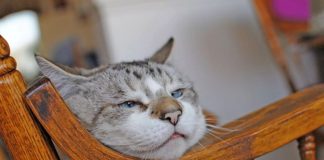 Znate li koliko je vaša mačka zapravo stara: Evo kako se računaju mačije godine Znate li koliko je vaša mačka zapravo stara: Evo kako se računaju mačije godine - featured image