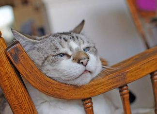 Znate li koliko je vaša mačka zapravo stara: Evo kako se računaju mačije godine Znate li koliko je vaša mačka zapravo stara: Evo kako se računaju mačije godine - featured image