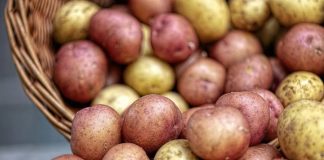 Ovaj stari trik naših baka garantuje rekordni prinos luka i krompira – bez ijedne kapi hemije! Ovaj stari trik naših baka garantuje rekordni prinos luka i krompira – bez ijedne kapi hemije! - featured image