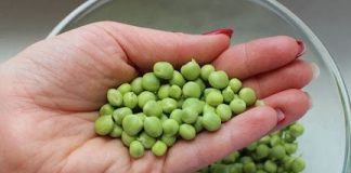 Smrznuti grašak kuhamo pogrešno: Znate li kako to treba raditi, ovako je daleko ukusniji Smrznuti grašak kuhamo pogrešno: Znate li kako to treba raditi, ovako je daleko ukusniji - featured image