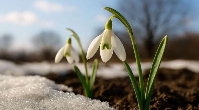 Prvo džemre ‘udara’ u zrak 19. februara: Evo šta to znači Prvo džemre 'udara' u zrak 19. februara: Evo šta to znači - featured image