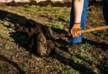 Krenite na vrijeme: Šta se sije u martu da bi vam bašta u maju bila puna plodova Krenite na vrijeme: Šta se sije u martu da bi vam bašta u maju bila puna plodova - featured image
