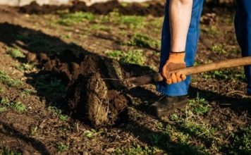 Krenite na vrijeme: Šta se sije u martu da bi vam bašta u maju bila puna plodova Krenite na vrijeme: Šta se sije u martu da bi vam bašta u maju bila puna plodova - featured image