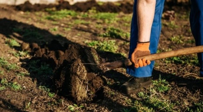 Krenite na vrijeme: Šta se sije u martu da bi vam bašta u maju bila puna plodova Krenite na vrijeme: Šta se sije u martu da bi vam bašta u maju bila puna plodova - featured image