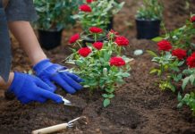 Cvijeće koje se sadi u februaru: Ove 4 vrste će cvjetati cijelo ljeto i krasiti vašu terasu Cvijeće koje se sadi u februaru: Ove 4 vrste će cvjetati cijelo ljeto i krasiti vašu terasu - featured image