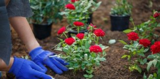 Cvijeće koje se sadi u februaru: Ove 4 vrste će cvjetati cijelo ljeto i krasiti vašu terasu Cvijeće koje se sadi u februaru: Ove 4 vrste će cvjetati cijelo ljeto i krasiti vašu terasu - featured image