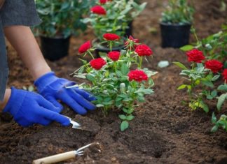 Cvijeće koje se sadi u februaru: Ove 4 vrste će cvjetati cijelo ljeto i krasiti vašu terasu Cvijeće koje se sadi u februaru: Ove 4 vrste će cvjetati cijelo ljeto i krasiti vašu terasu - featured image