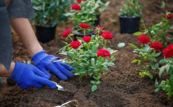 Cvijeće koje se sadi u februaru: Ove 4 vrste će cvjetati cijelo ljeto i krasiti vašu terasu Cvijeće koje se sadi u februaru: Ove 4 vrste će cvjetati cijelo ljeto i krasiti vašu terasu - featured image