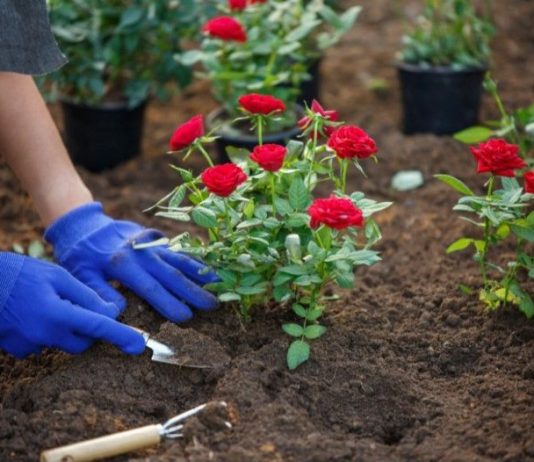 Cvijeće koje se sadi u februaru: Ove 4 vrste će cvjetati cijelo ljeto i krasiti vašu terasu Cvijeće koje se sadi u februaru: Ove 4 vrste će cvjetati cijelo ljeto i krasiti vašu terasu - featured image