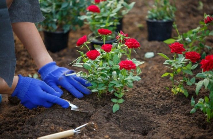 Cvijeće koje se sadi u februaru: Ove 4 vrste će cvjetati cijelo ljeto i krasiti vašu terasu Cvijeće koje se sadi u februaru: Ove 4 vrste će cvjetati cijelo ljeto i krasiti vašu terasu - featured image