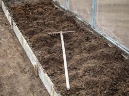 7 vrsta povrća koje se ne đubre nikad: Rastu samo od vode i sunca 7 vrsta povrća koje se ne đubre nikad: Rastu samo od vode i sunca - featured image