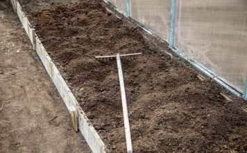 7 vrsta povrća koje se ne đubre nikad: Rastu samo od vode i sunca 7 vrsta povrća koje se ne đubre nikad: Rastu samo od vode i sunca - featured image