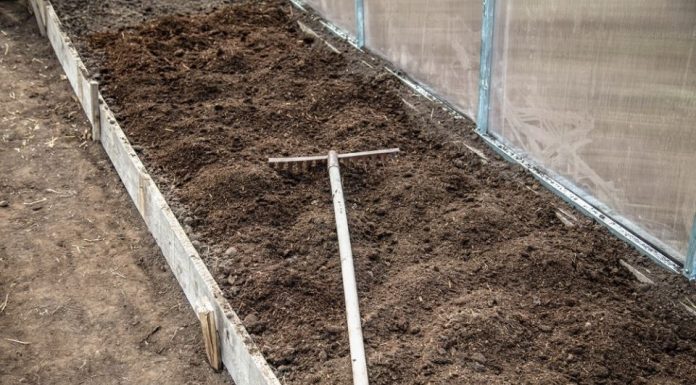 7 vrsta povrća koje se ne đubre nikad: Rastu samo od vode i sunca 7 vrsta povrća koje se ne đubre nikad: Rastu samo od vode i sunca - featured image